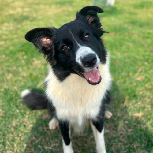 Border Colie D