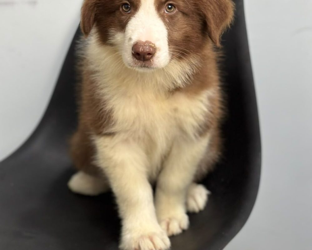 ZURI