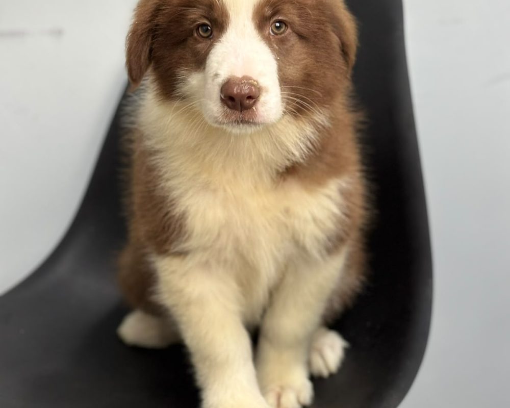 ZURI